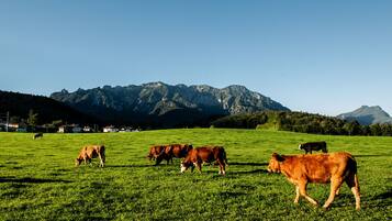 A grassy field with cows grazing and mountains in the background.