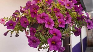 A hanging flower arrangement with purple flowers. - Cabaña Miroji (Zacatlán)
