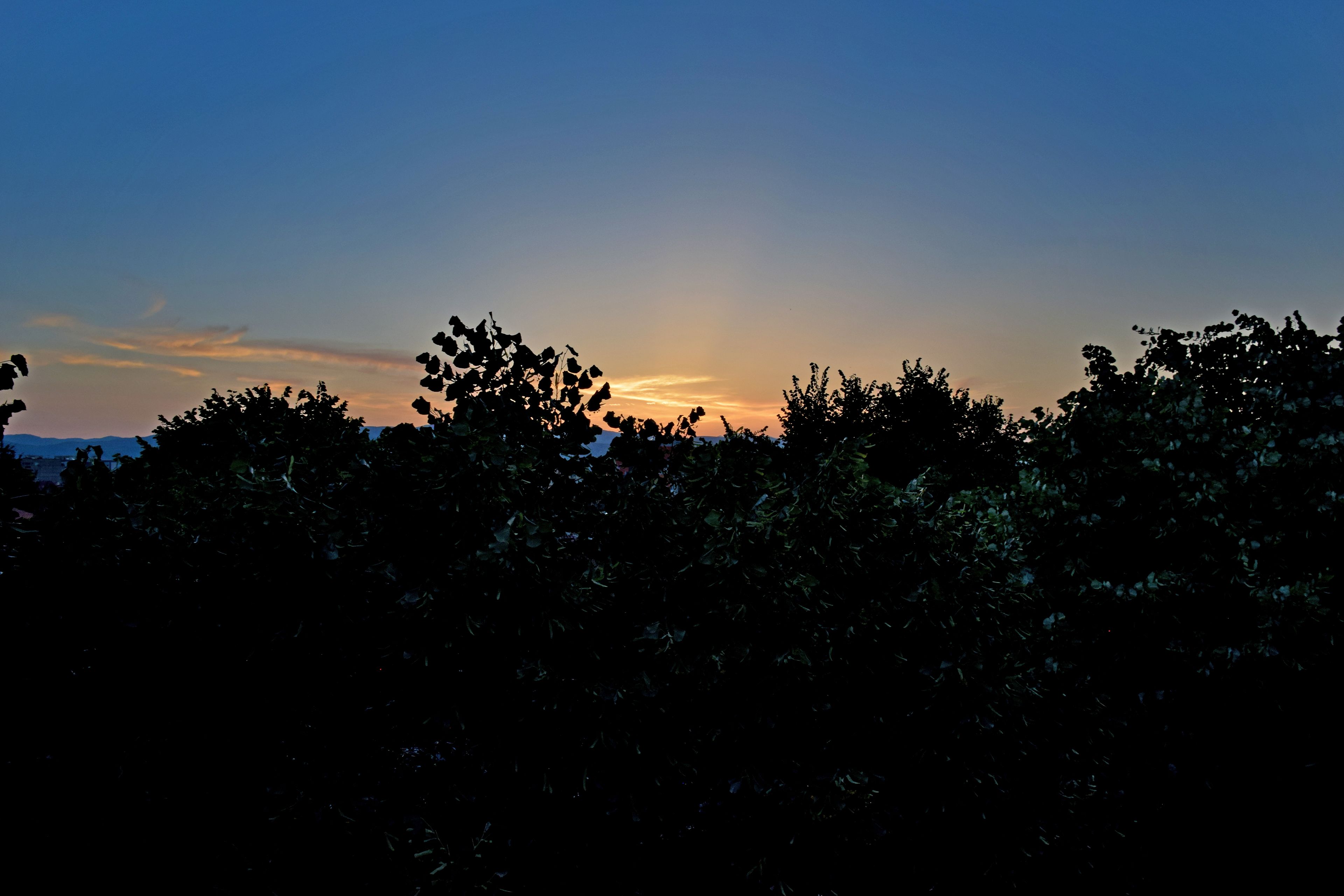 A silhouette of trees against a sunset sky.