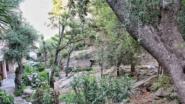 A stone pathway leading through a garden with various plants and a large tree. - Porto Rotondo Garden Flats (Olbia)
