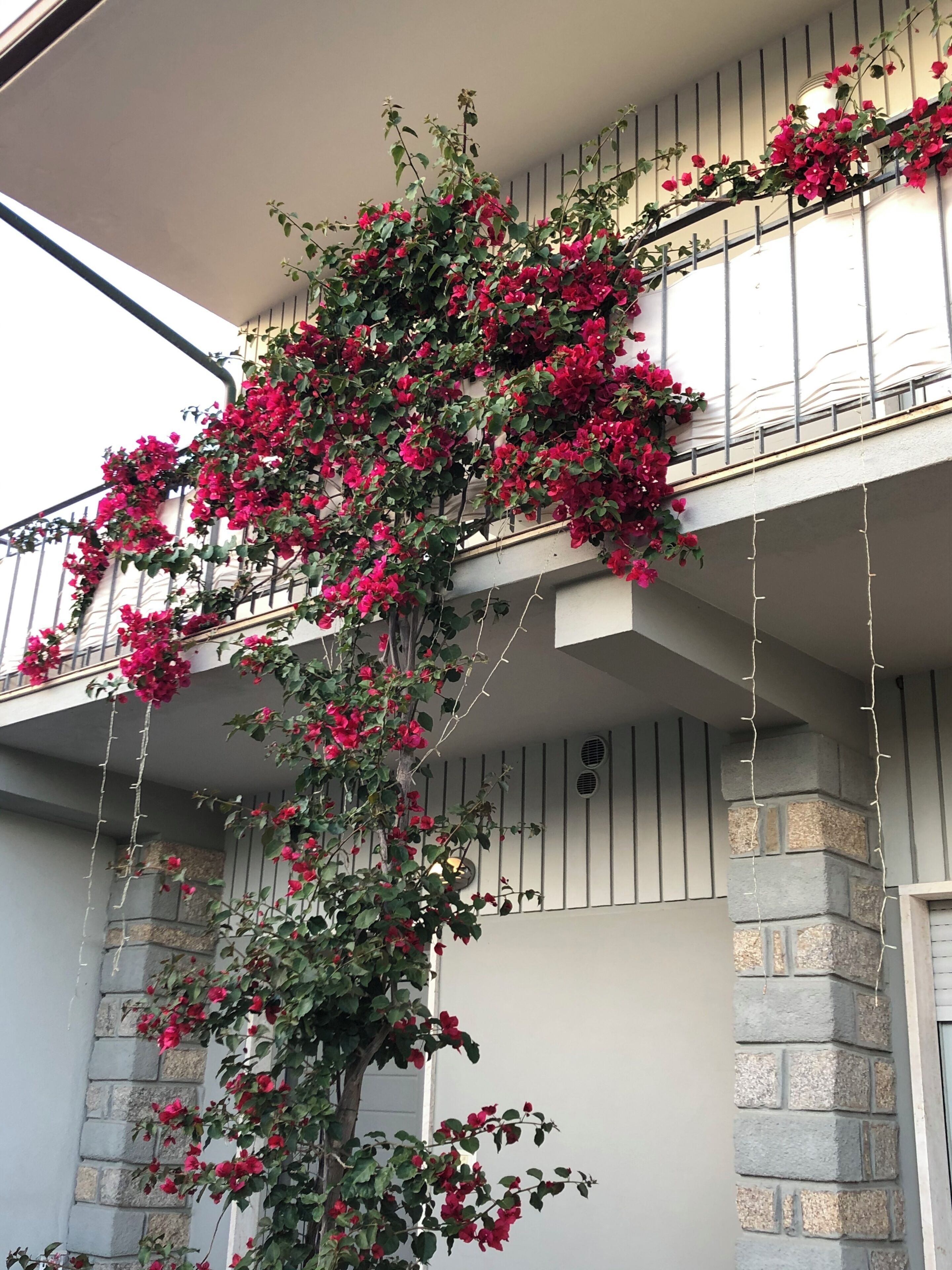 Foto - City Garden Guest House