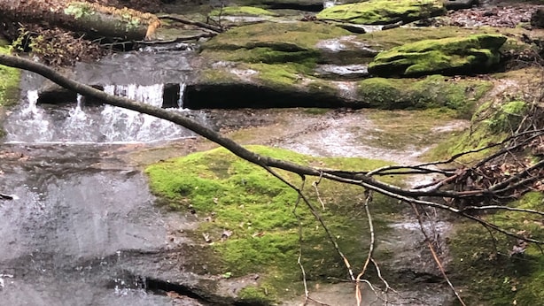 A forest stream with moss-covered rocks and a waterfall.