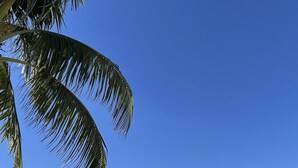 Un port de plaisance où sont amarrés des yachts, avec des palmiers et un ciel bleu azur.