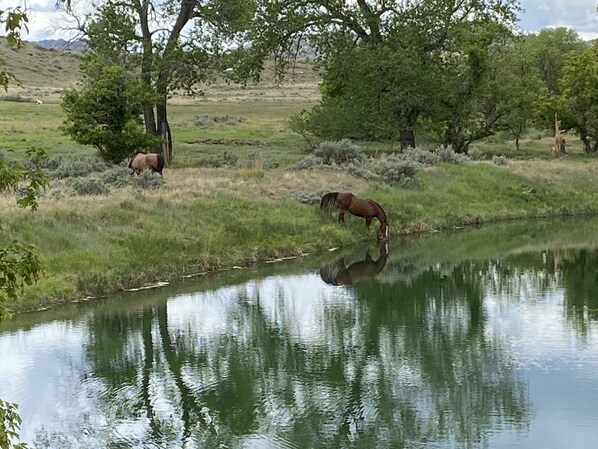A tranquil outdoor scene with a pond reflecting trees and a horse grazing nearby.