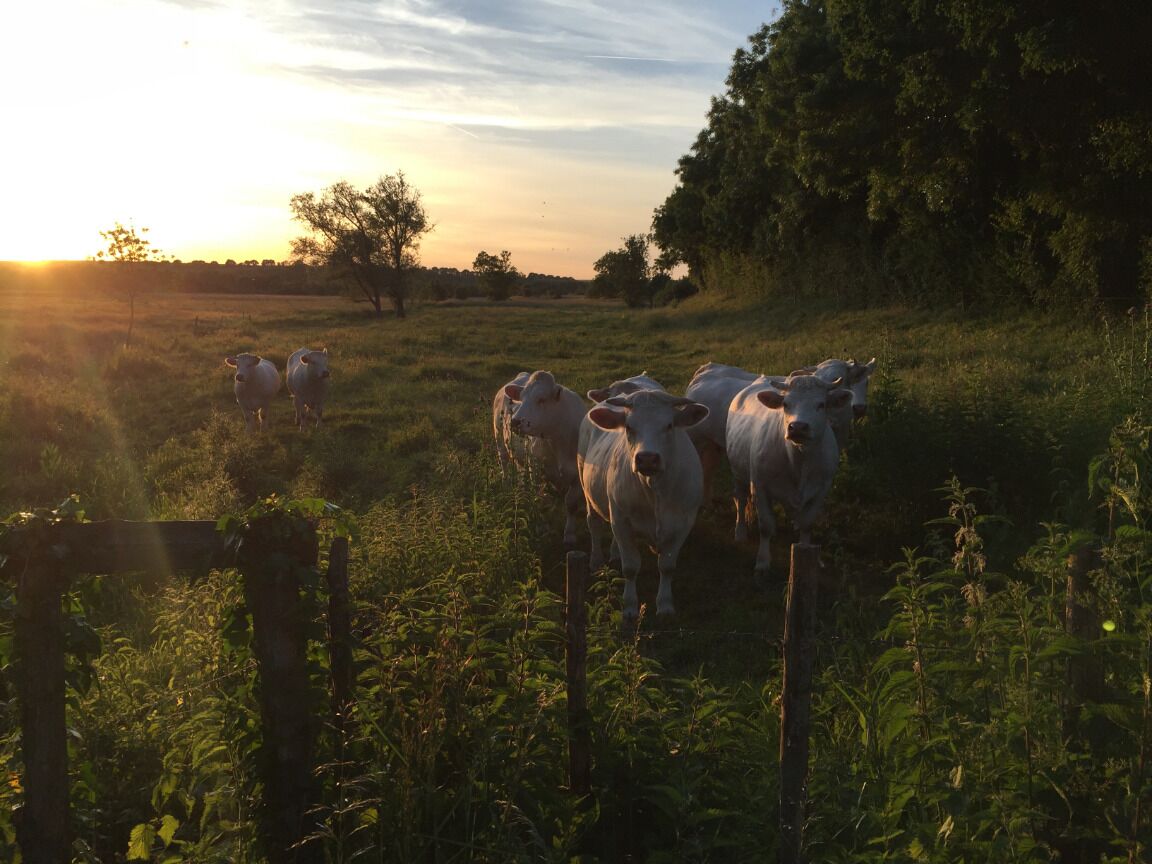 A herd of cattle in a grassy field with a fence and trees in the background.