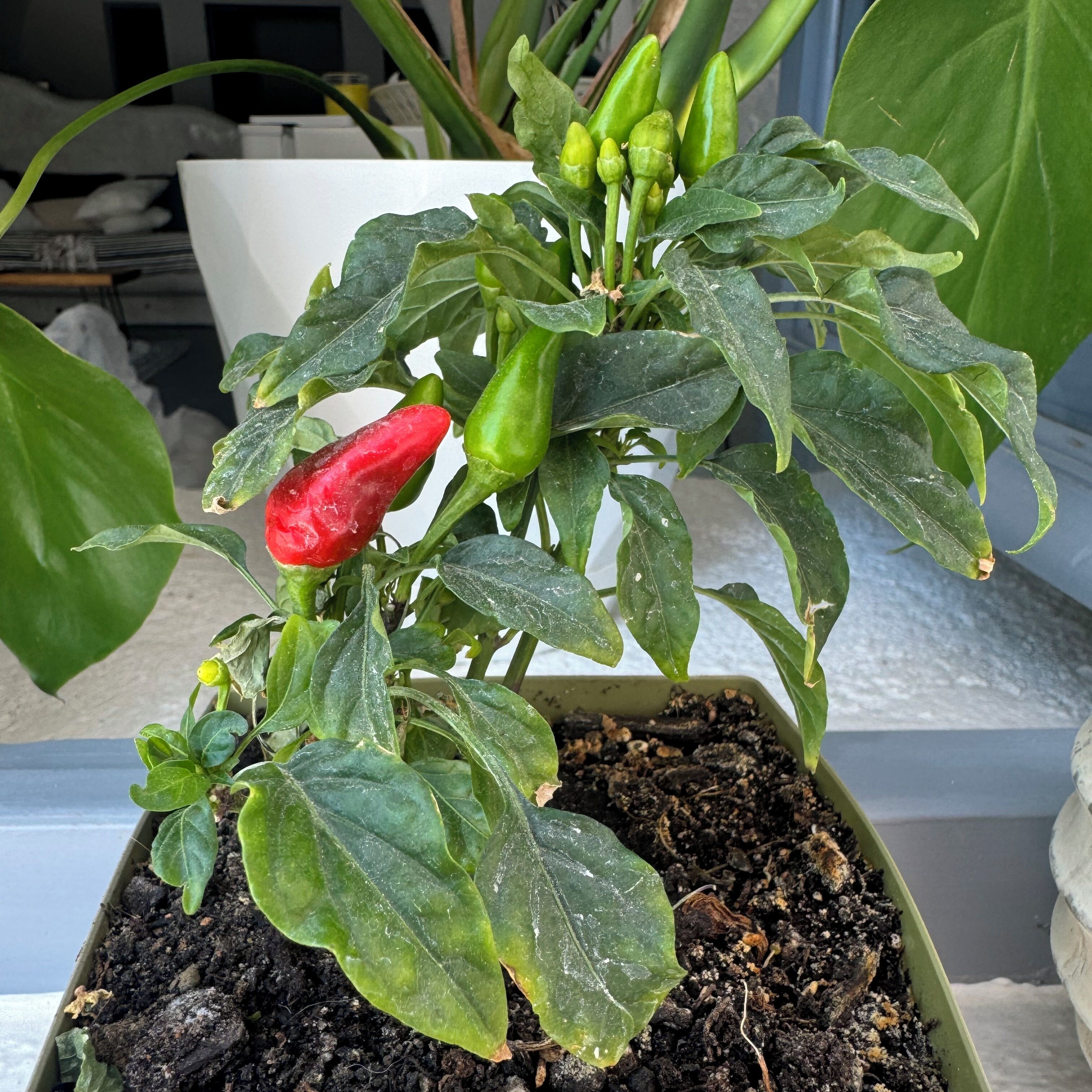 Photo - 1812 Caves 'n Mansion