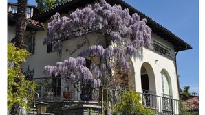 Ein Gebäude mit weißer Fassade, Bogenfenstern und einem Balkon, der mit violetten blühenden Weinreben bewachsen ist.