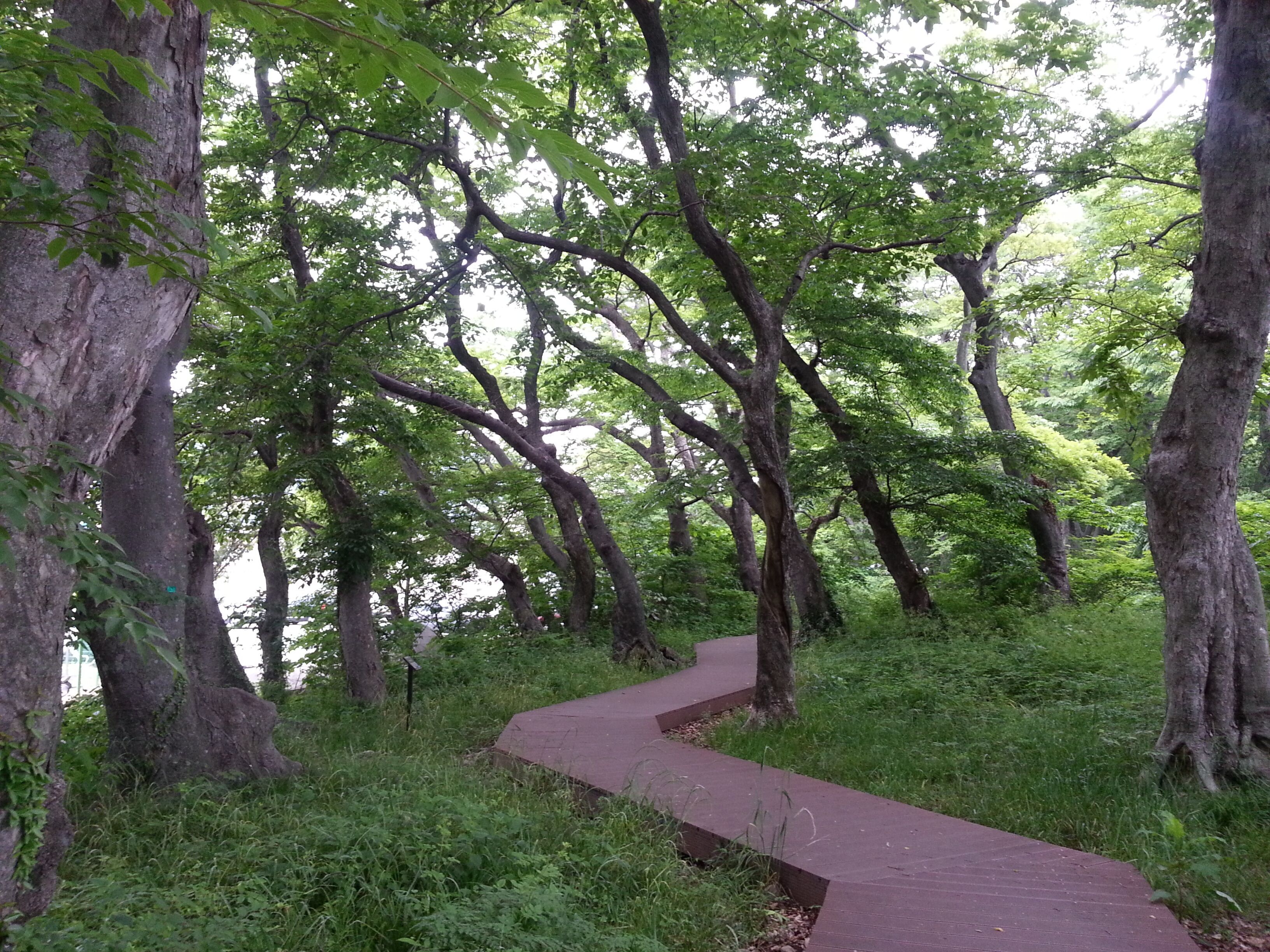 Un sentier rouge sinueux qui traverse une zone boisée, bordée d’arbres imposants et d’un feuillage dense.