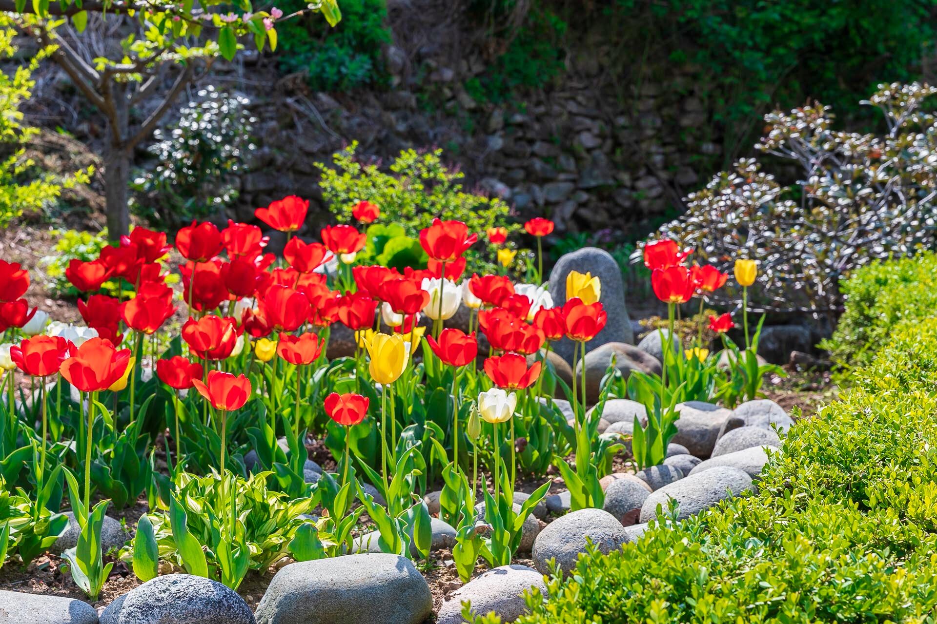 Un giardino con tulipani rossi e gialli, circondato da rocce e vegetazione.