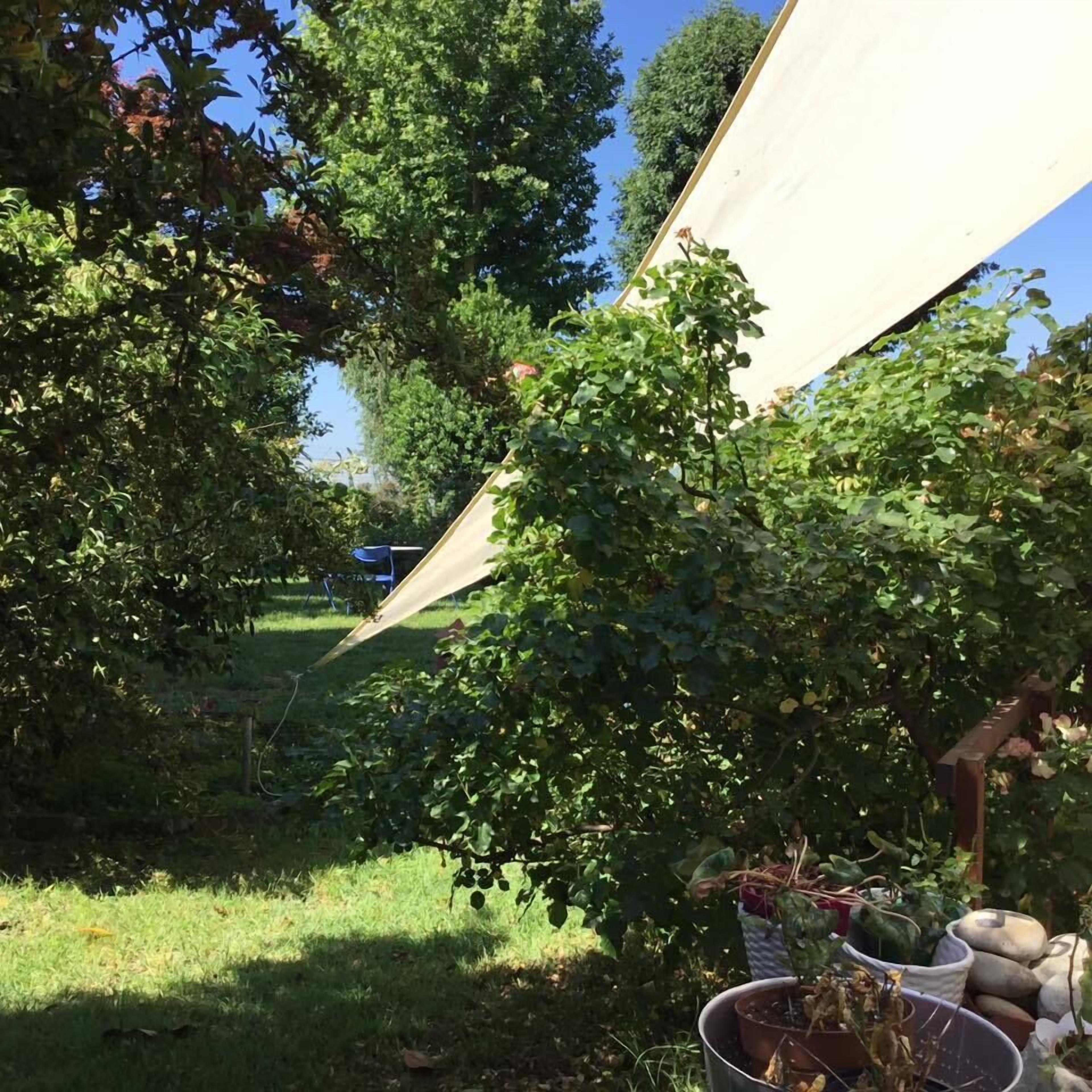A garden with a variety of plants and a white canopy structure.