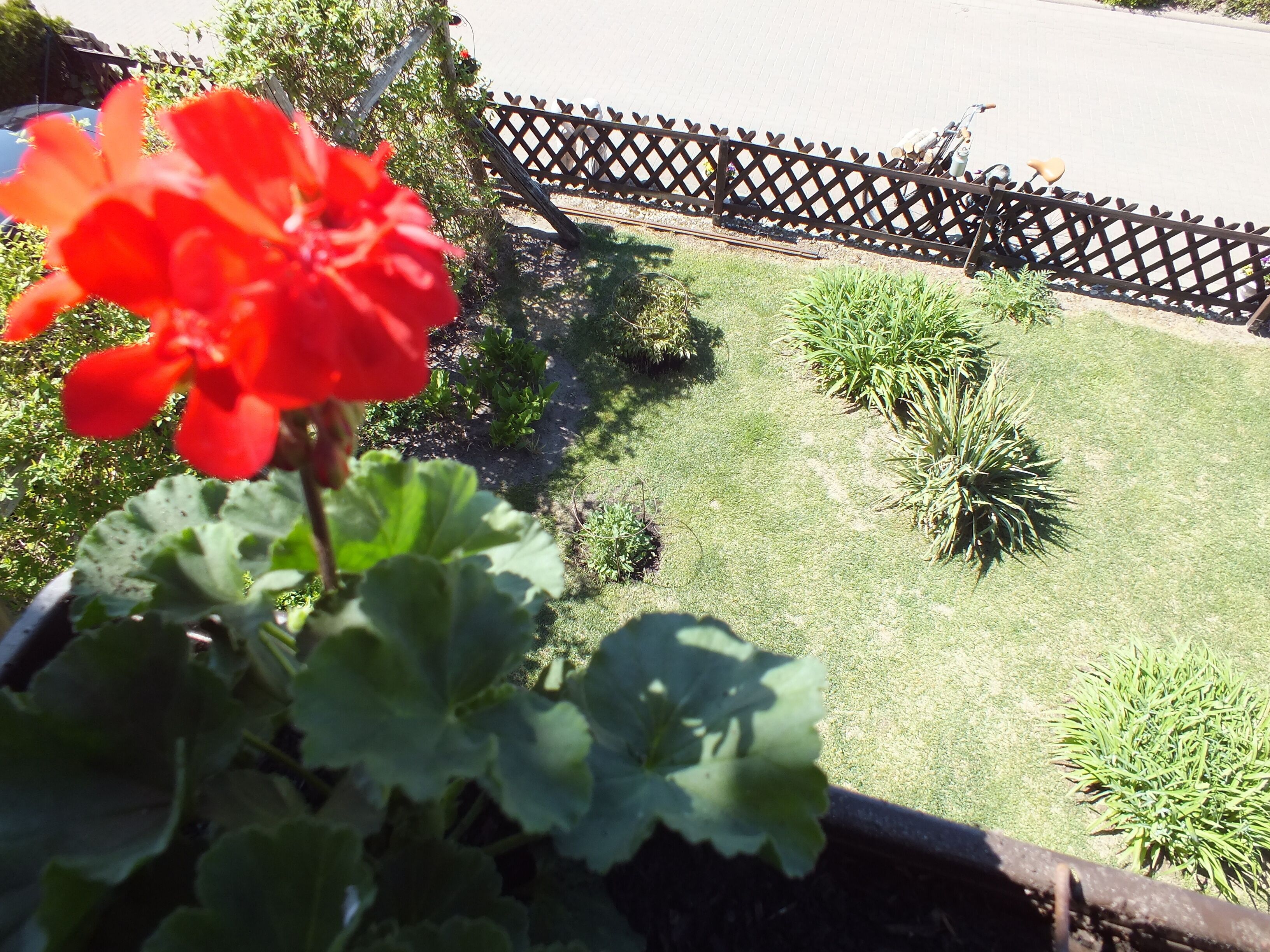 Un jardí amb tanca de fusta, plantes verdes i una flor vermella al primer terme.