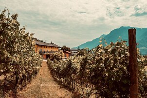 A vineyard path leading to a building with a mountain backdrop.