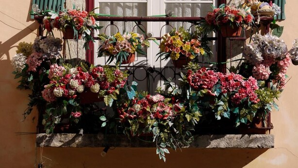 A window with a red frame and white curtains, flanked by green shutters. A balcony below is adorned with a variety of potted flowers.
