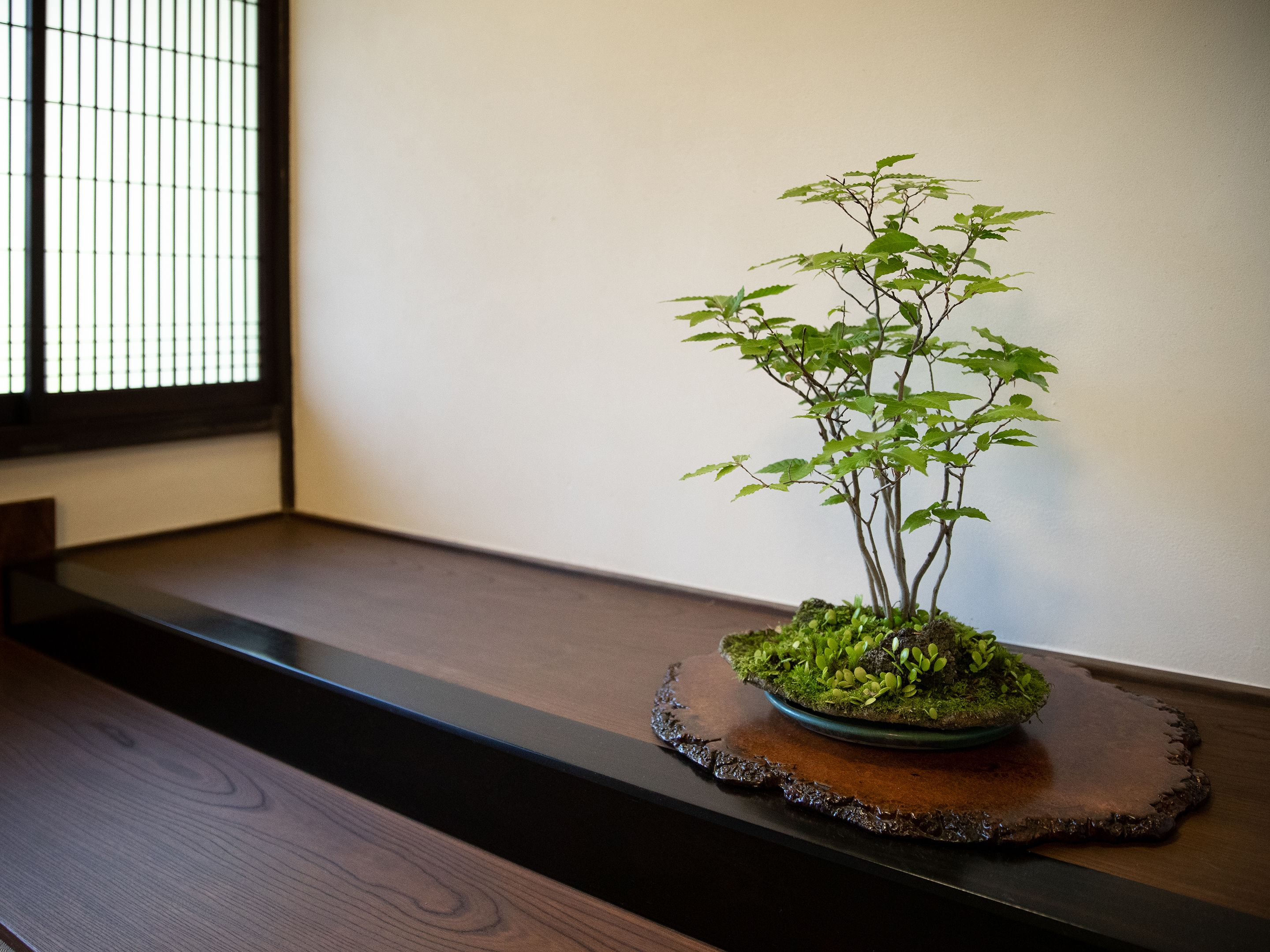 Ein Bonsai-Baum auf einer Holzschale auf einem dunklen Holztisch vor einer schlichten Wand.