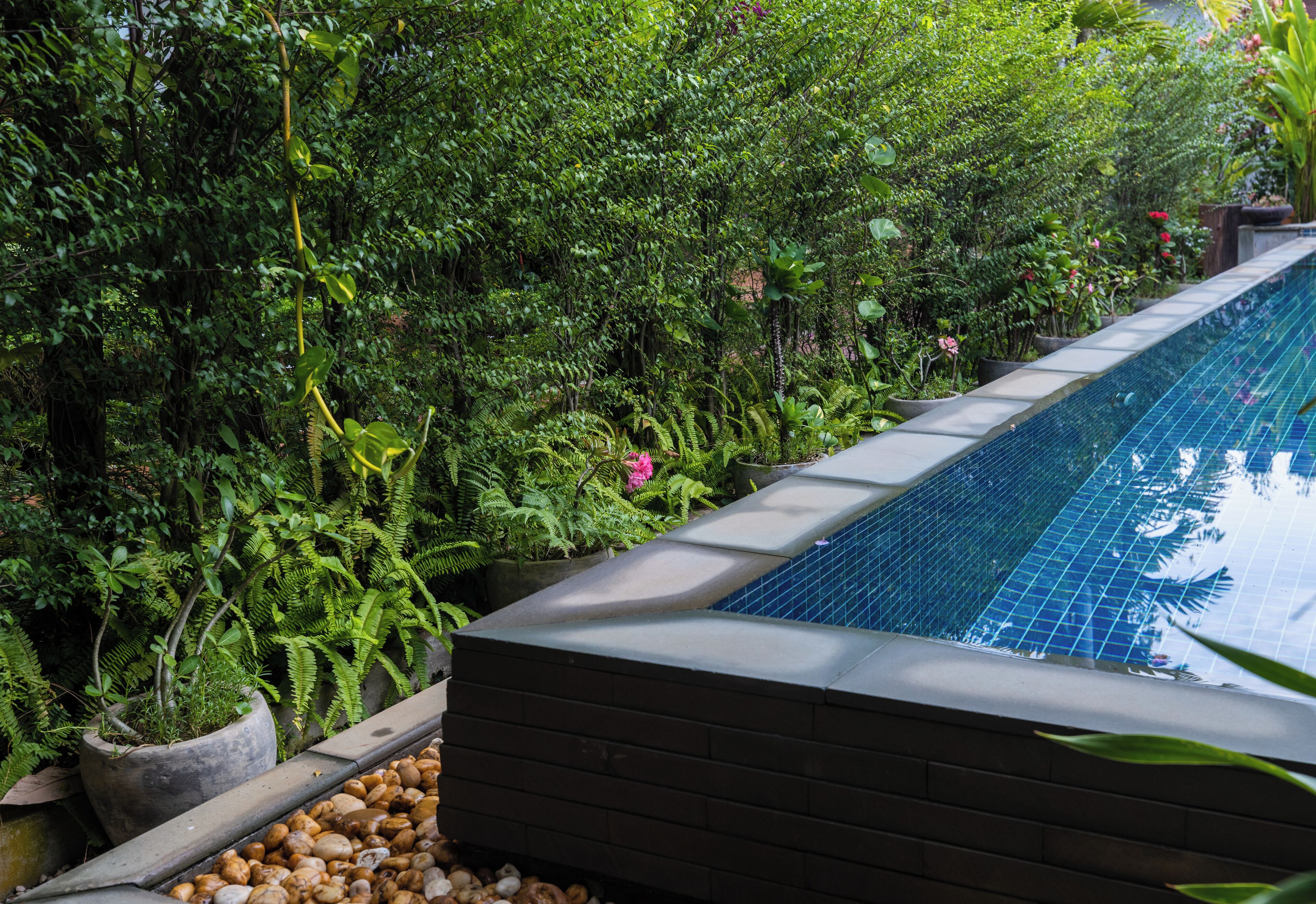 A swimming pool with a tiled edge, surrounded by lush greenery and potted plants.