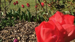 Um jardim com tulipas vermelhas, um deck de madeira e uma casa com telhado inclinado.