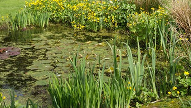 En trädgård med en damm, blommande träd och en stenmur.