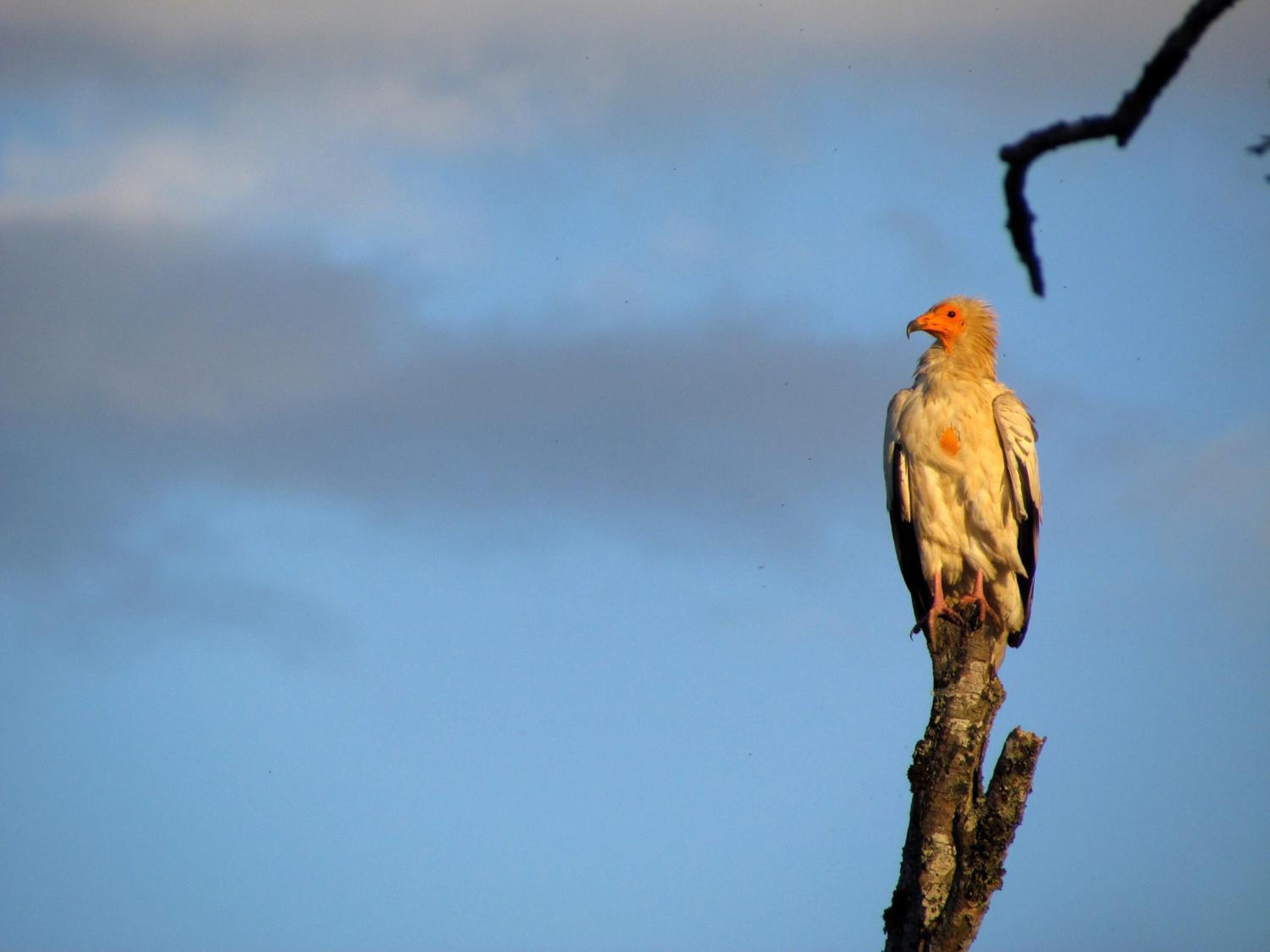 Un pájaro posado en una rama.