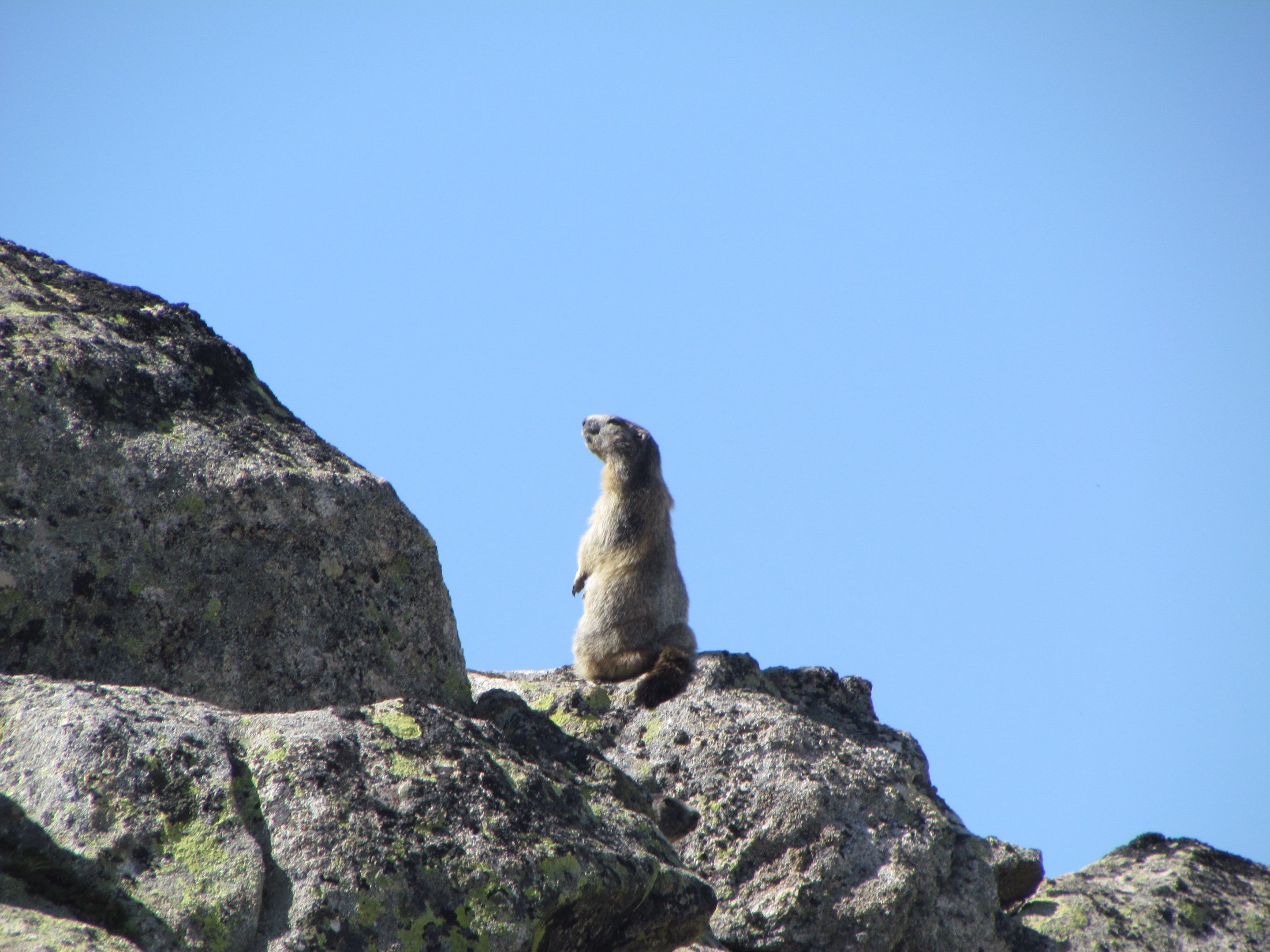 A marmot standing on a rocky outcrop.