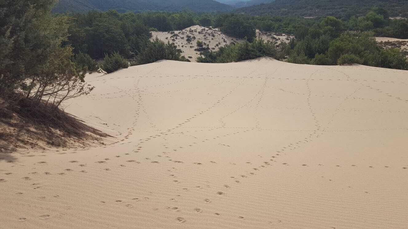 Paesaggio desertico con dune di sabbia e vegetazione scarsa.