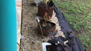 A row of potted plants in a garden area with a tiled walkway and a yellow wall in the background. - Best Villas Tobago (Lowlands)