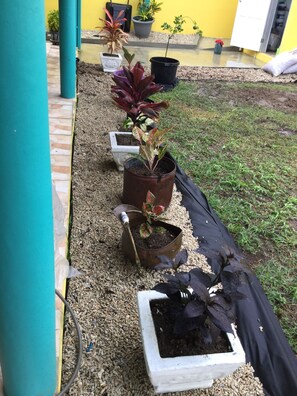 Garden - Best Villas Tobago (Lowlands)