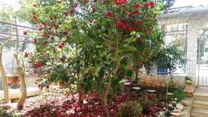 Un jardín con rosales y diversas flores.