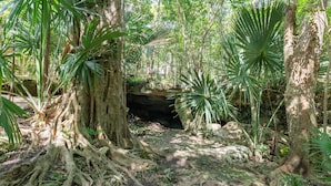 Un bosque denso con árboles grandes y la entrada visible de una cueva.