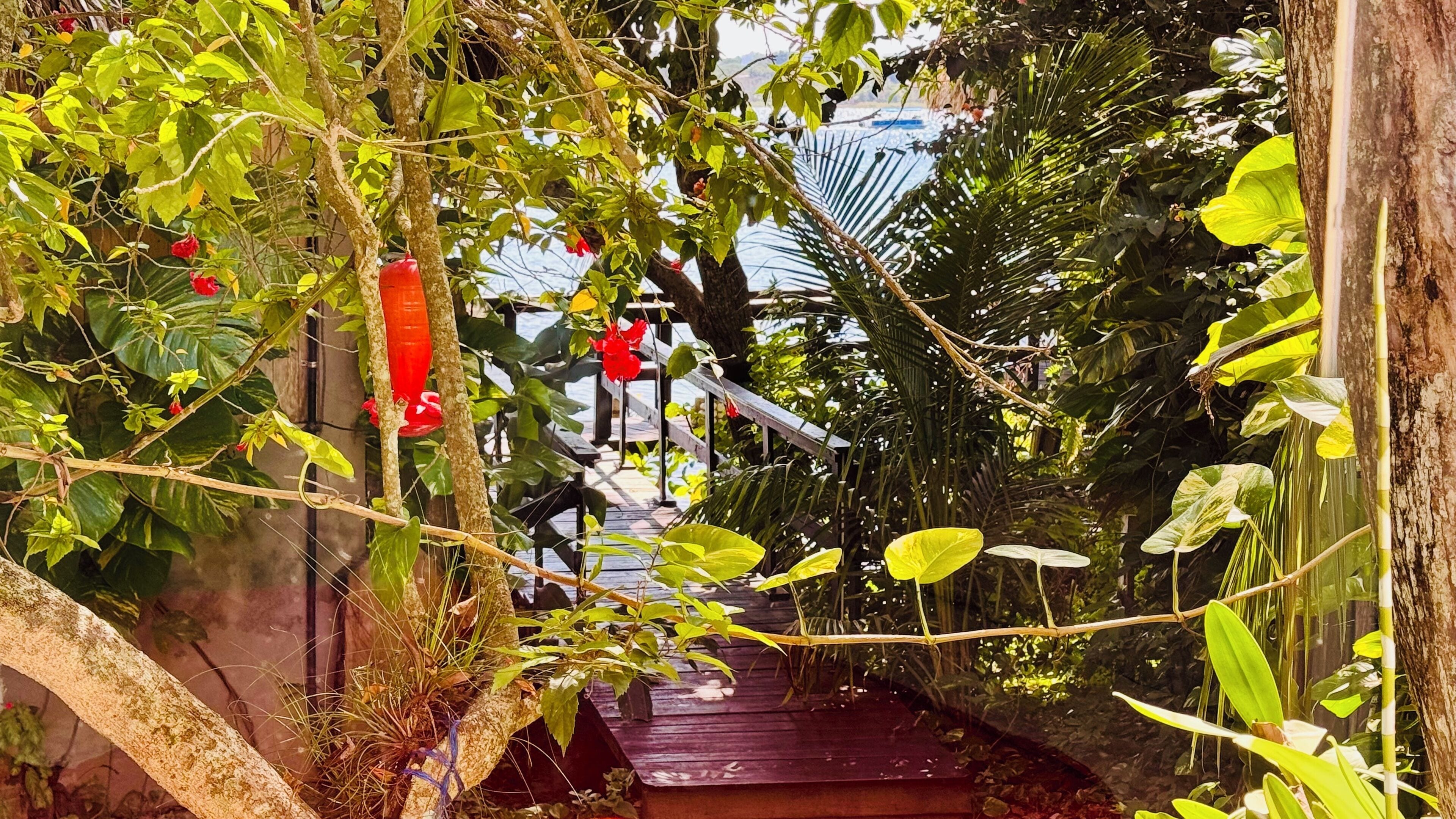Una escalera de madera rodeada de abundante follaje y plantas.