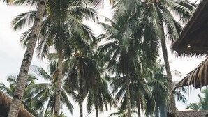 A tropical outdoor area with a wooden bench, palm trees, and thatched-roof structures. - Secret Spot Siargao - Hostel (General Luna)