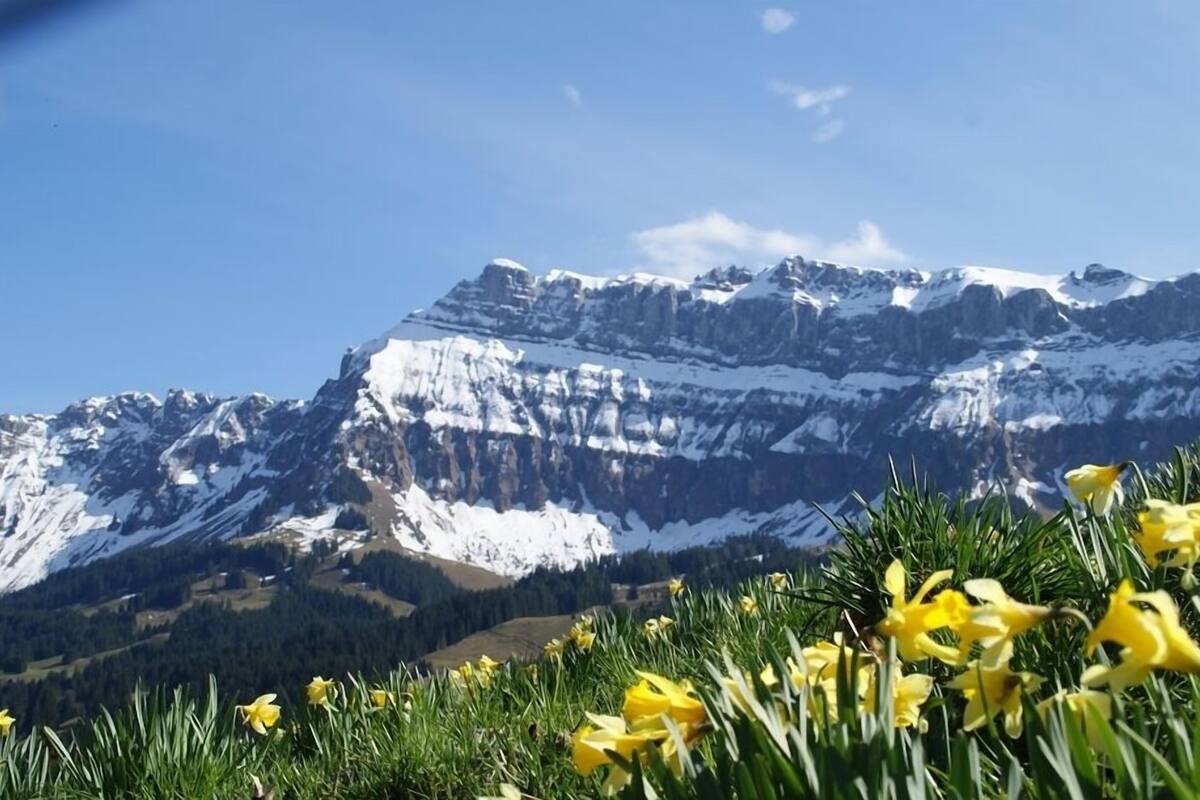 A mountain landscape with snow-capped peaks and a foreground of yellow flowers.