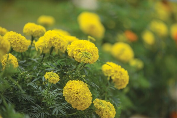 Un grupo de flores amarillas con follaje verde.