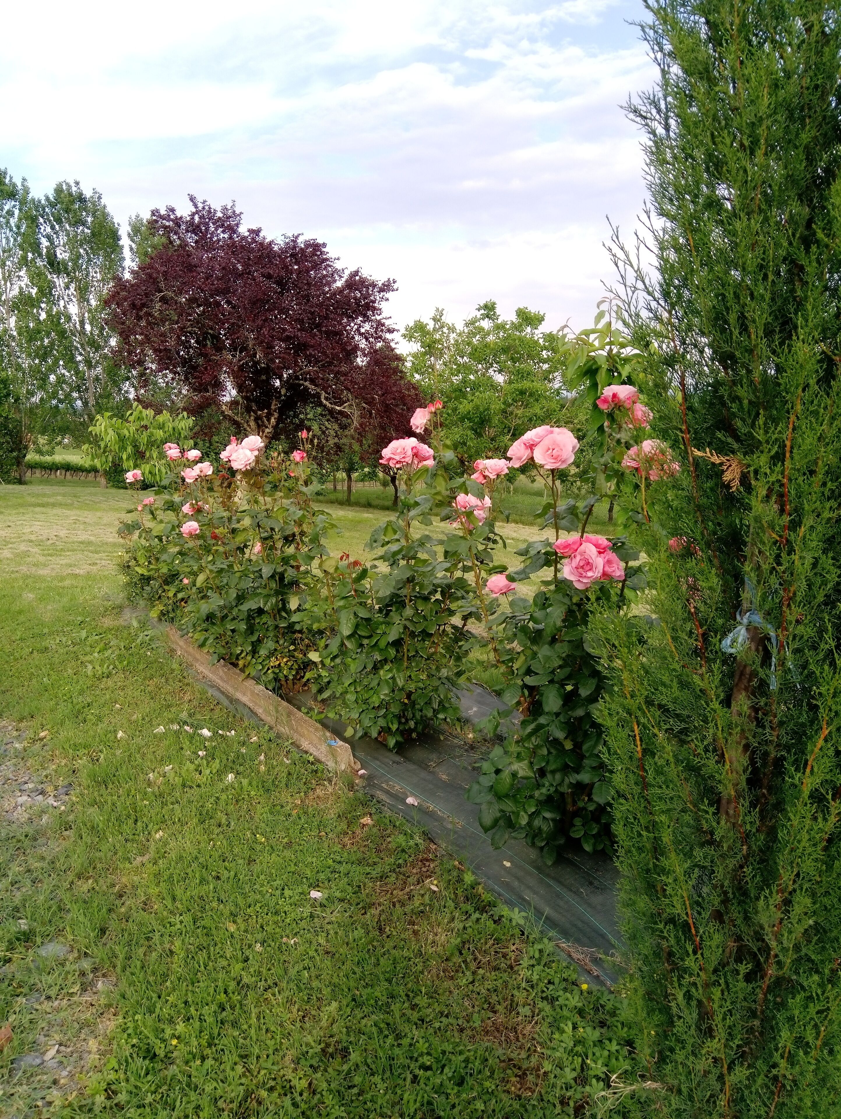 Een tuin met roze rozen en groene begroeiing.