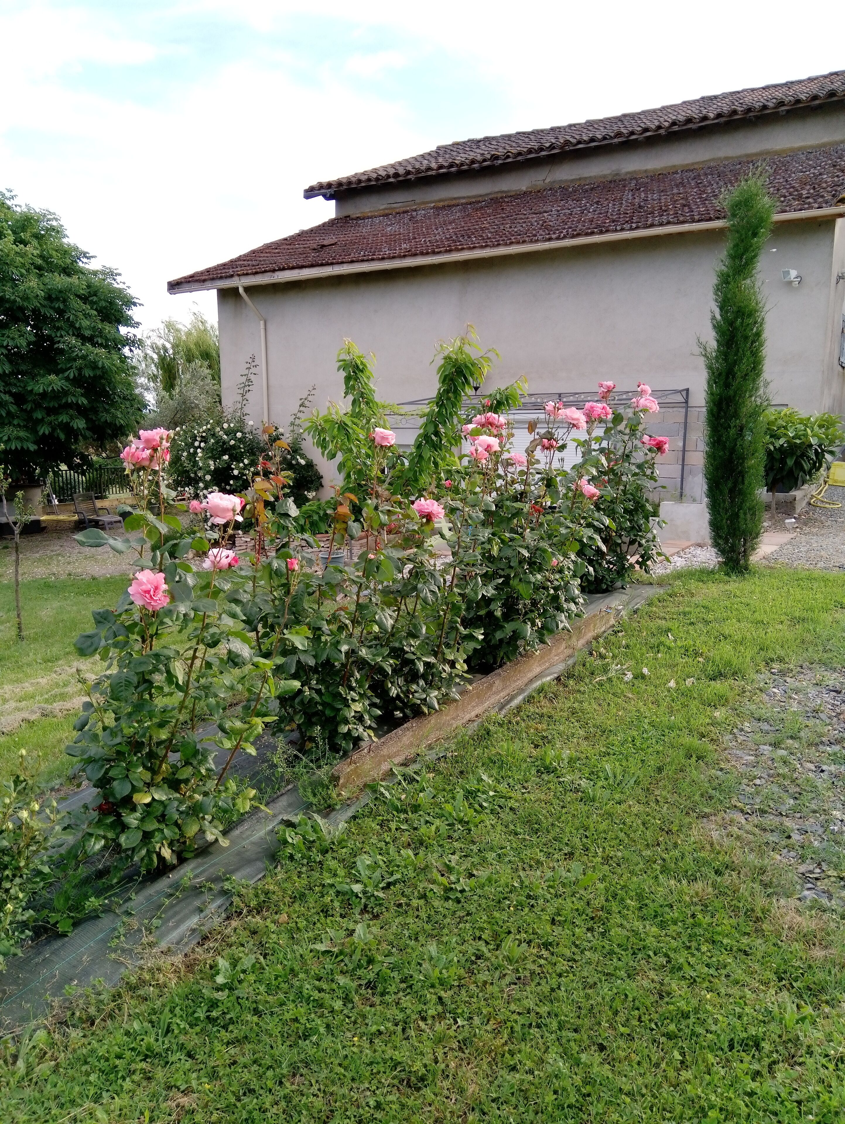 Ein Garten mit rosa Rosen, einer hohen Konifer und einem Gebäude mit einem Ziegeldach.