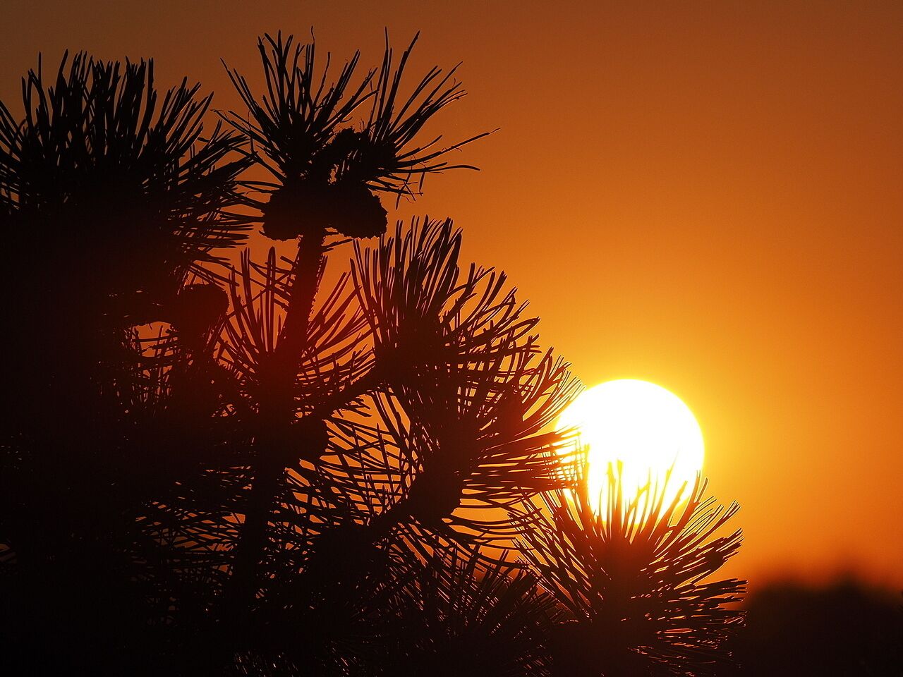 A silhouette of pine trees against a sunset.