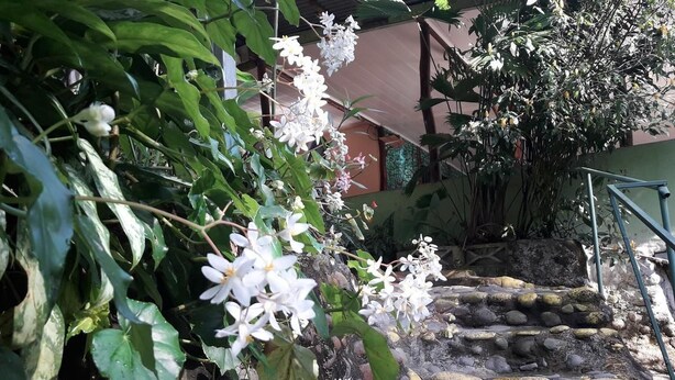 A stone staircase leading up to a building, surrounded by lush greenery and white flowers. - Costa Rica Glamping (La Virgen)