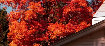 아르카디 앳 더 선더랜드 로지