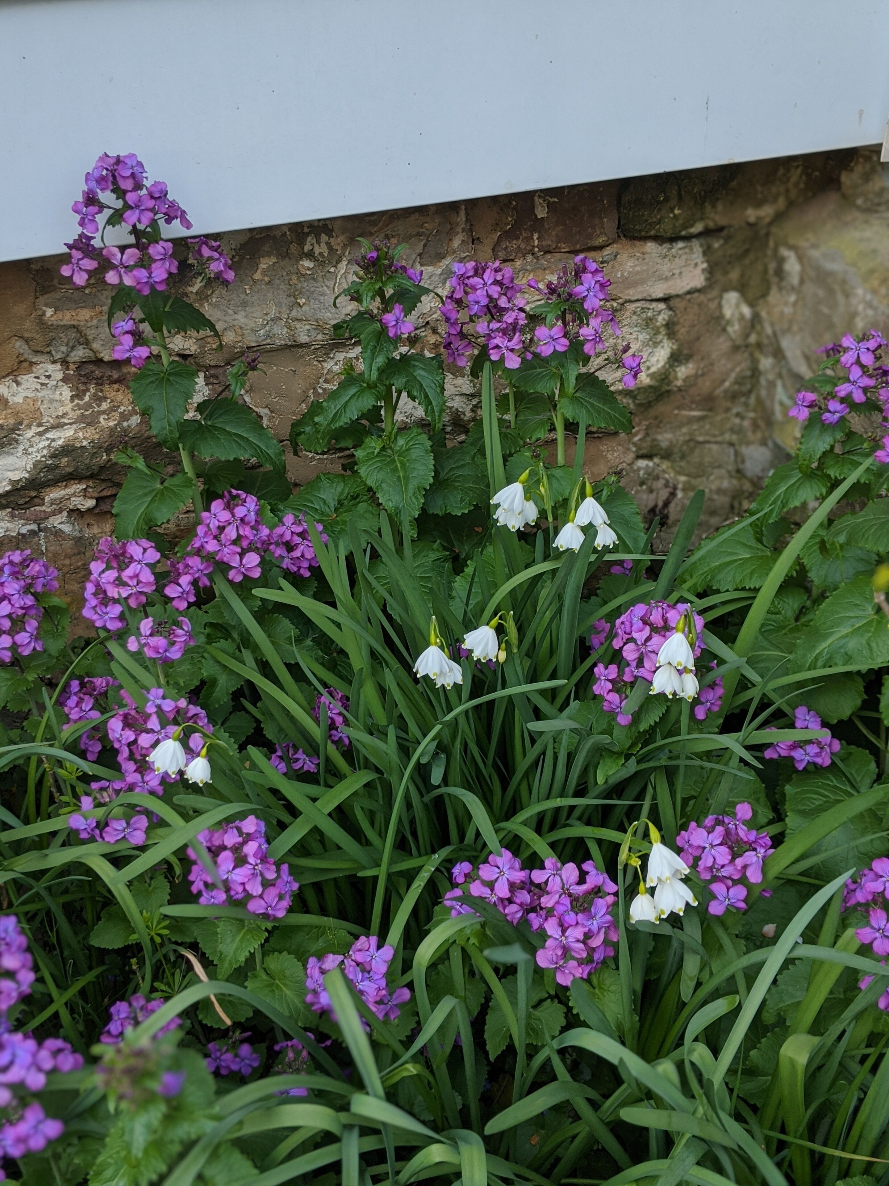 A garden with purple flowers and white blooms against a stone wall.