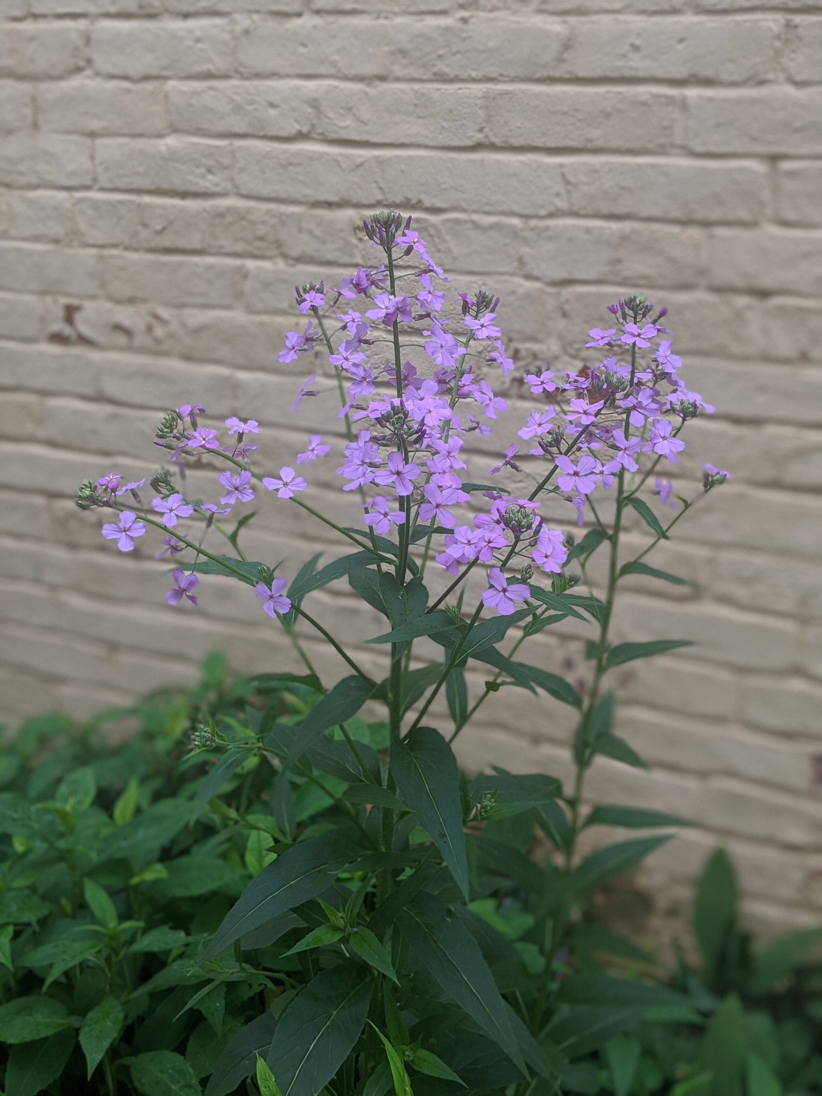 A plant with purple flowers against a brick wall.