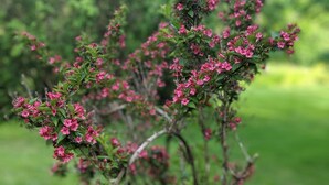 A small tree with pink flowers in a grassy area. - The Anderson Cottage Bed & Breakfast (Warm Springs)