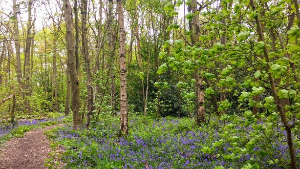 Un sendero en el bosque bordeado por árboles frondosos y una alfombra de flores azules.