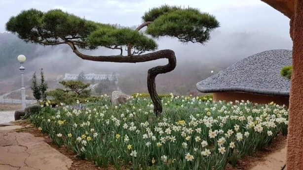 A bonsai tree with a curved trunk, surrounded by a field of white and yellow flowers, and a traditional building with a thatched roof in the background. - Golmangtae (Boseong)