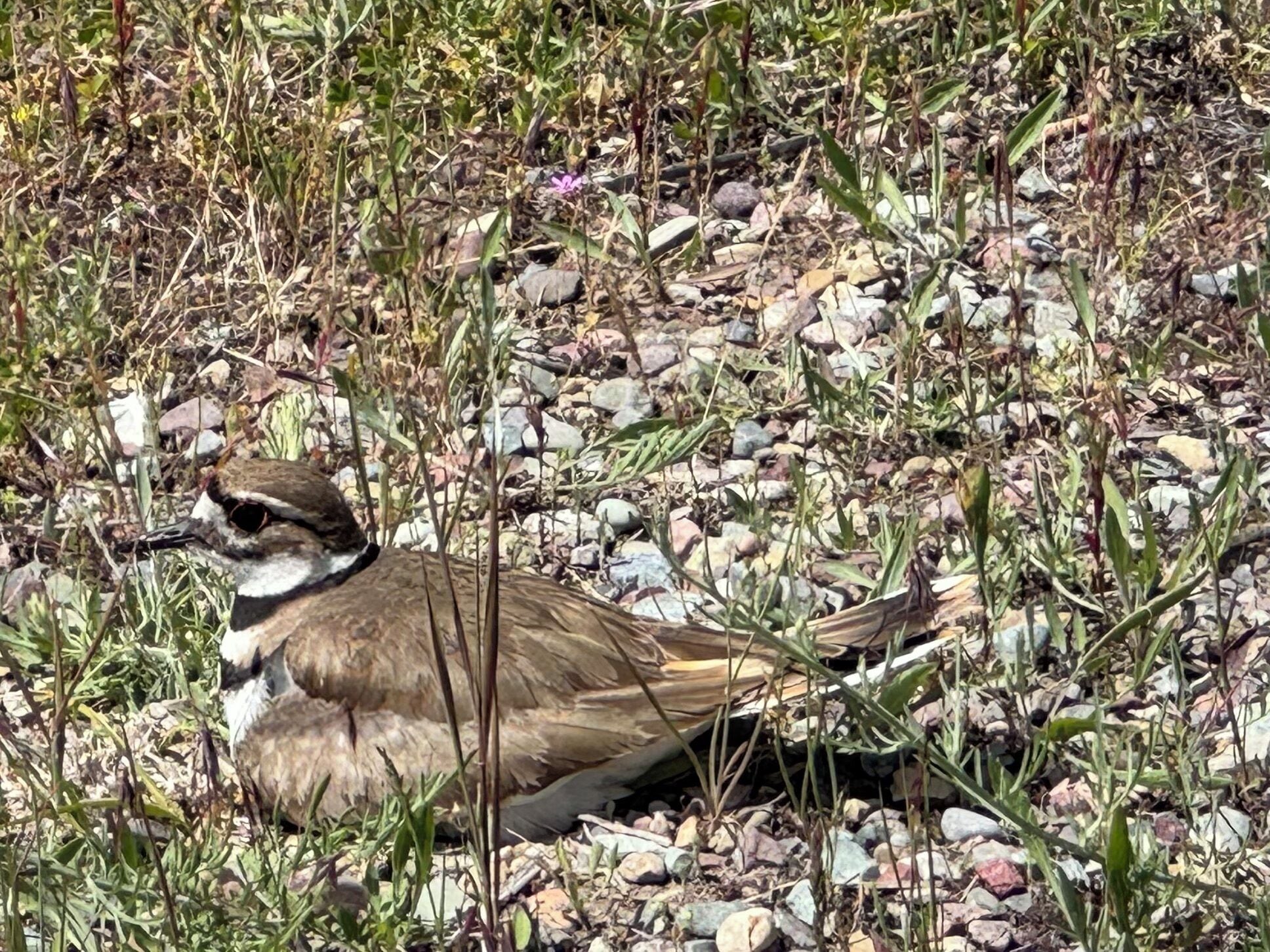 Un oiseau perché sur le sol, entouré de rochers et d’une végétation clairsemée.