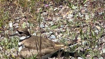 Un oiseau perché sur le sol, entouré de rochers et d’une végétation clairsemée.