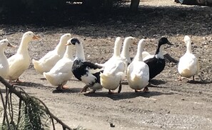 A group of ducks walking on a gravel path.