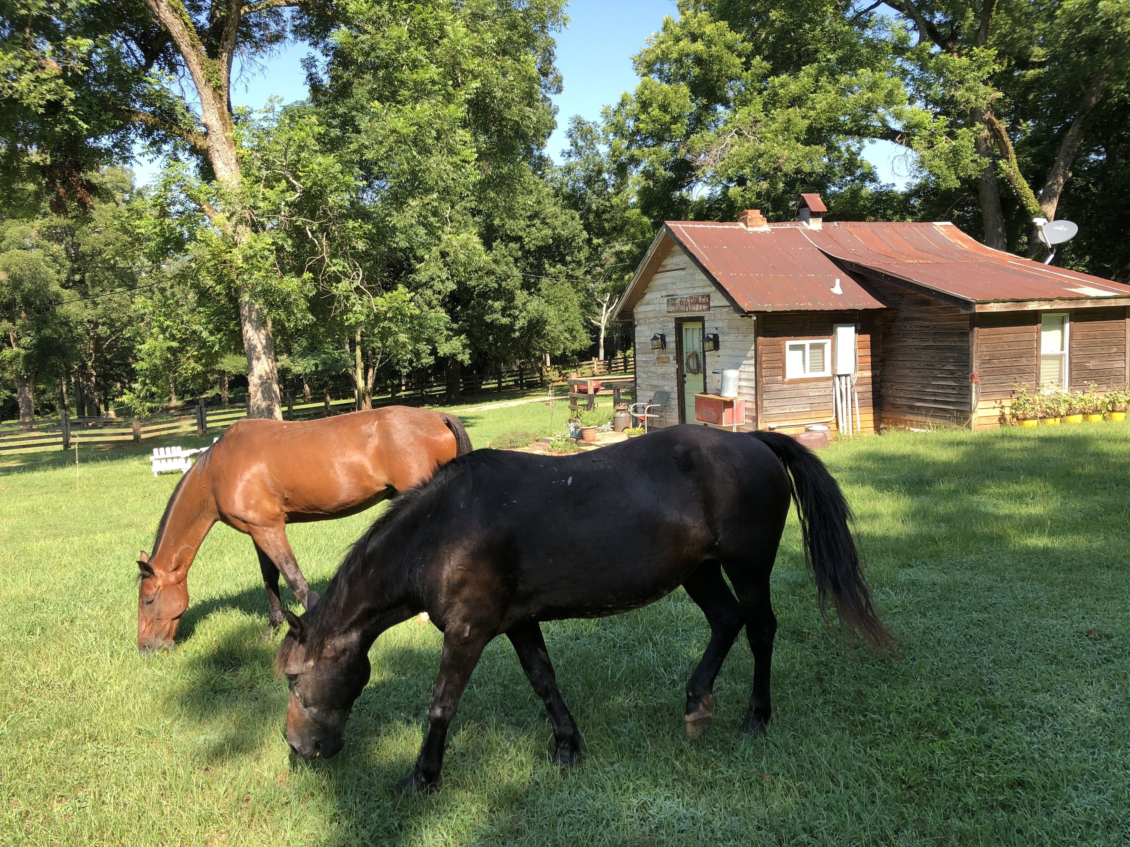 Shoofly Farm - Applehouse Cottage Luxury stay - staff - Pickleball +Breakfast