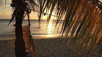 Una spiaggia con una palma e l'oceano.