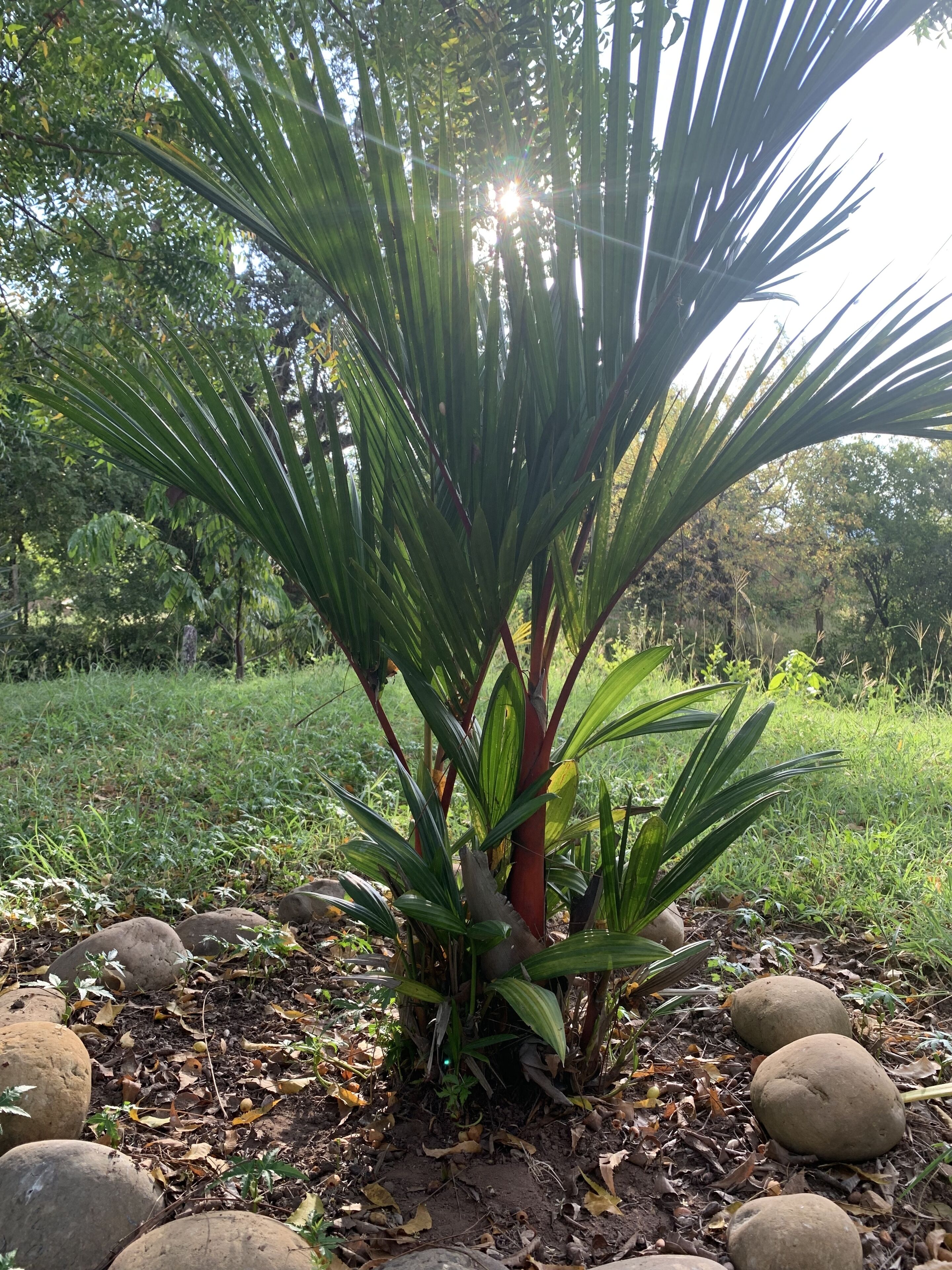 Een tuin met een palmboom, rotsen en weelderige beplanting.