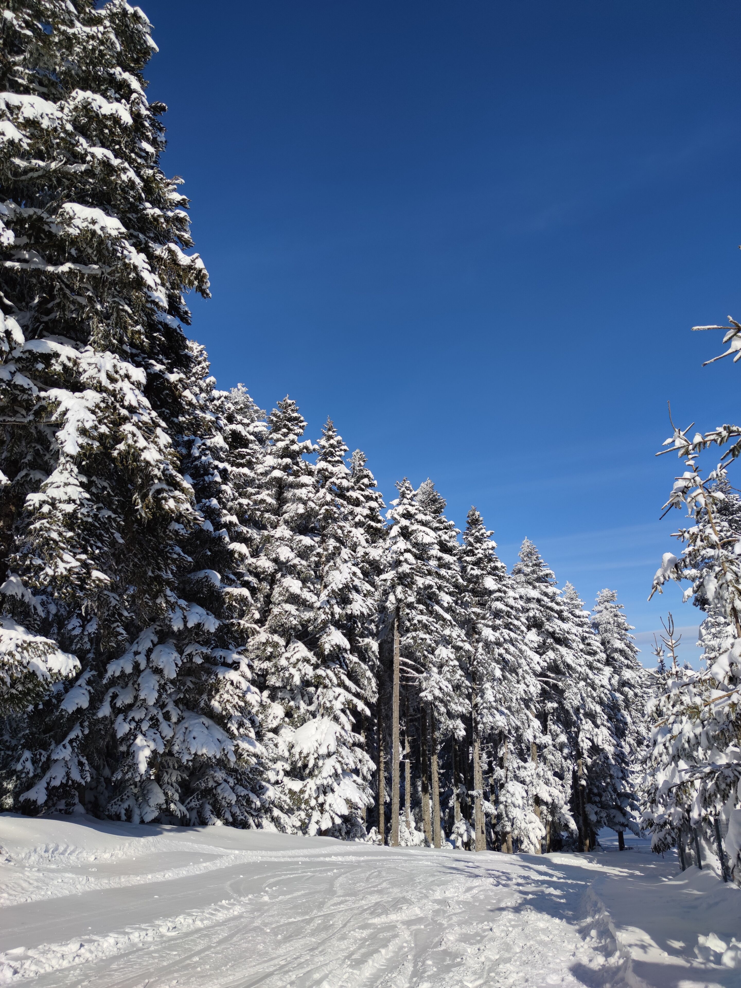 Une forêt enneigée sous un ciel bleu clair.
