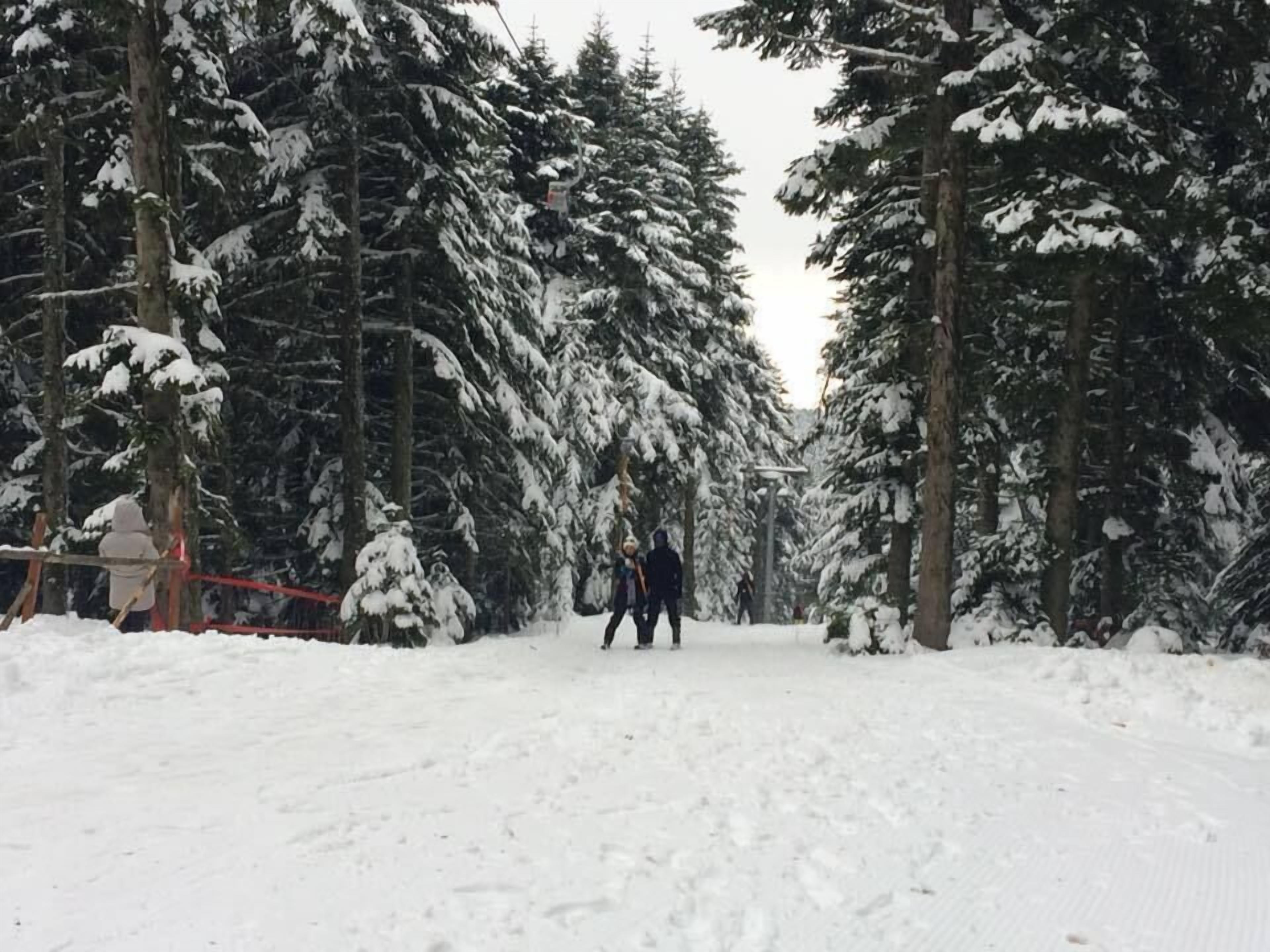 A snow-covered forest path with tall evergreen trees.